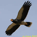 Caracara caronculé