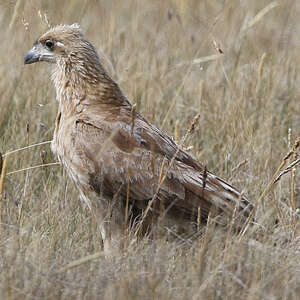 Caracara caronculé