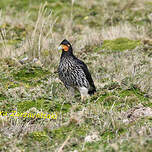 Caracara caronculé