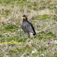 Caracara caronculé