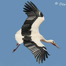 Cigogne blanche