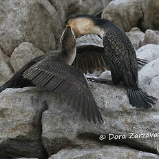 Cormoran à poitrine blanche