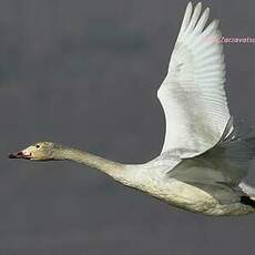 Cygne de Bewick