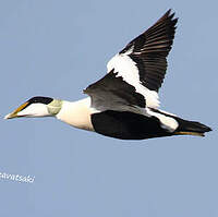 Eider à duvet