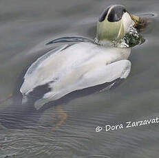 Eider à duvet