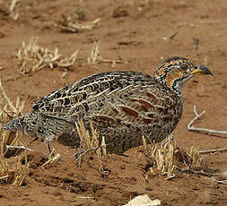 Francolin de Shelley