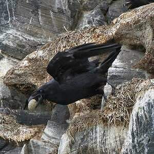 Grand Corbeau