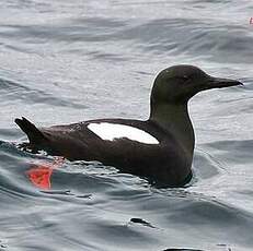 Guillemot à miroir