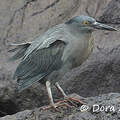 Héron des Galapagos