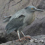 Héron des Galapagos