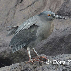 Héron des Galapagos