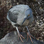 Héron des Galapagos