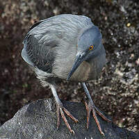 Héron des Galapagos