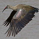 Ibis hagedash