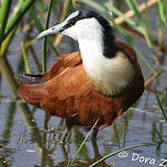 Jacana à poitrine dorée