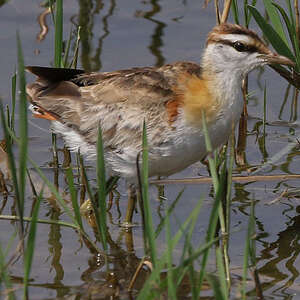 Jacana nain