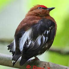 Manakin à ailes blanches