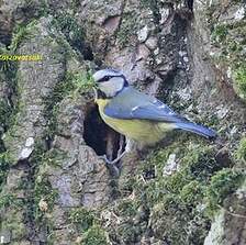 Mésange bleue