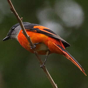 Minivet mandarin