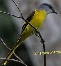 Minivet mandarin