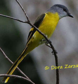 Minivet mandarin