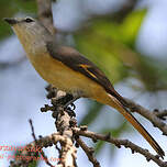 Minivet oranor