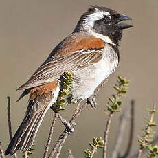 Moineau mélanure