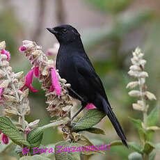 Percefleur noir