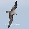 Soft-plumaged Petrel