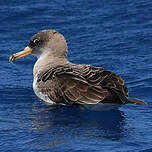 Puffin boréal