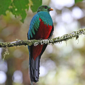 Quetzal doré