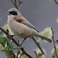 Rémiz penduline