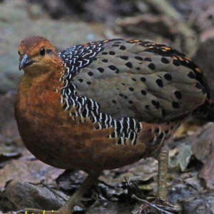 Rouloul ocellé