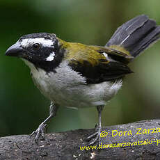 Saltator à ailes noires