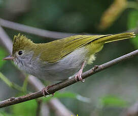 Yuhina à ventre blanc