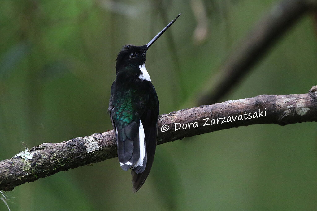 Collared Inca male adult, identification