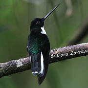 Collared Inca