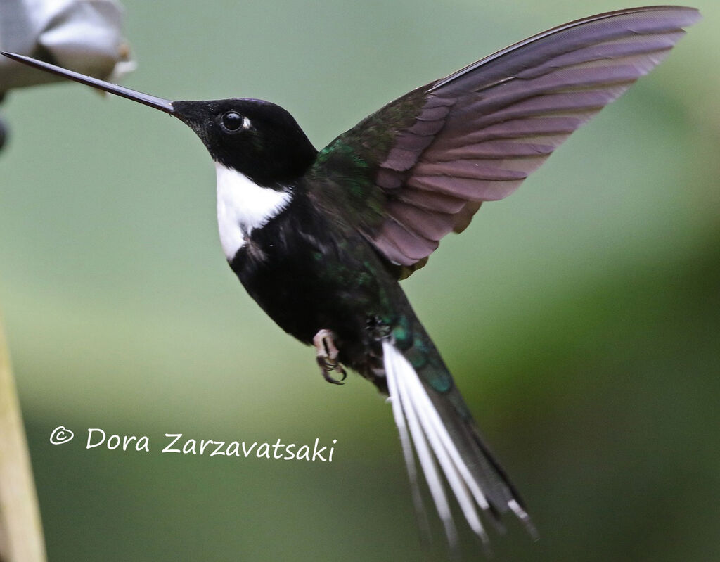 Collared Inca male adult, identification