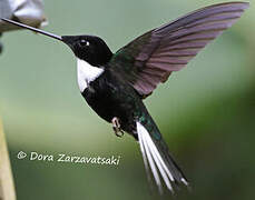 Collared Inca