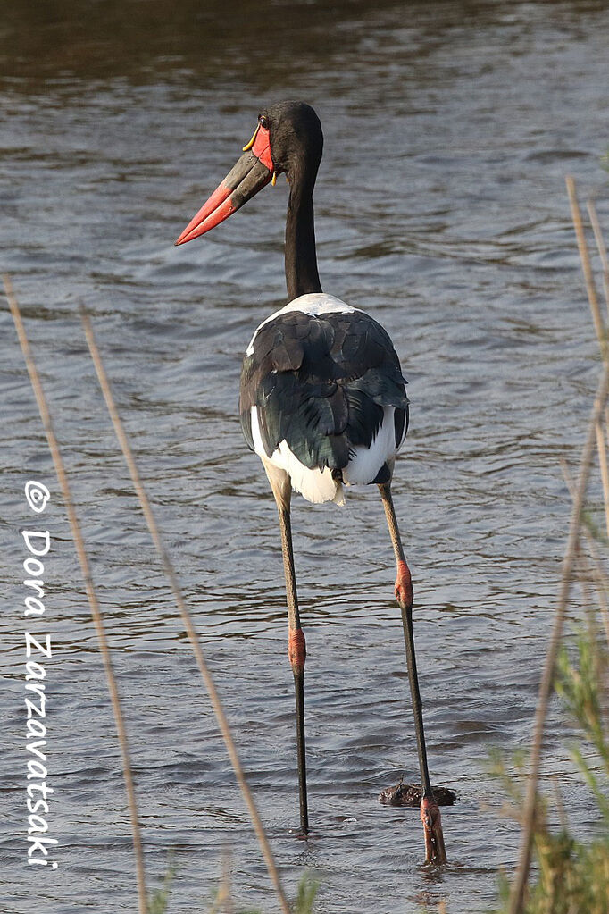 Jabiru d'Afriqueadulte