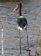 Saddle-billed Stork