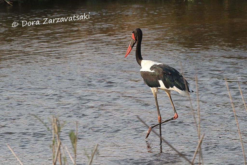 Jabiru d'Afriqueadulte, marche