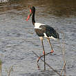 Jabiru d'Afrique