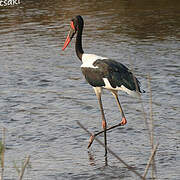 Saddle-billed Stork