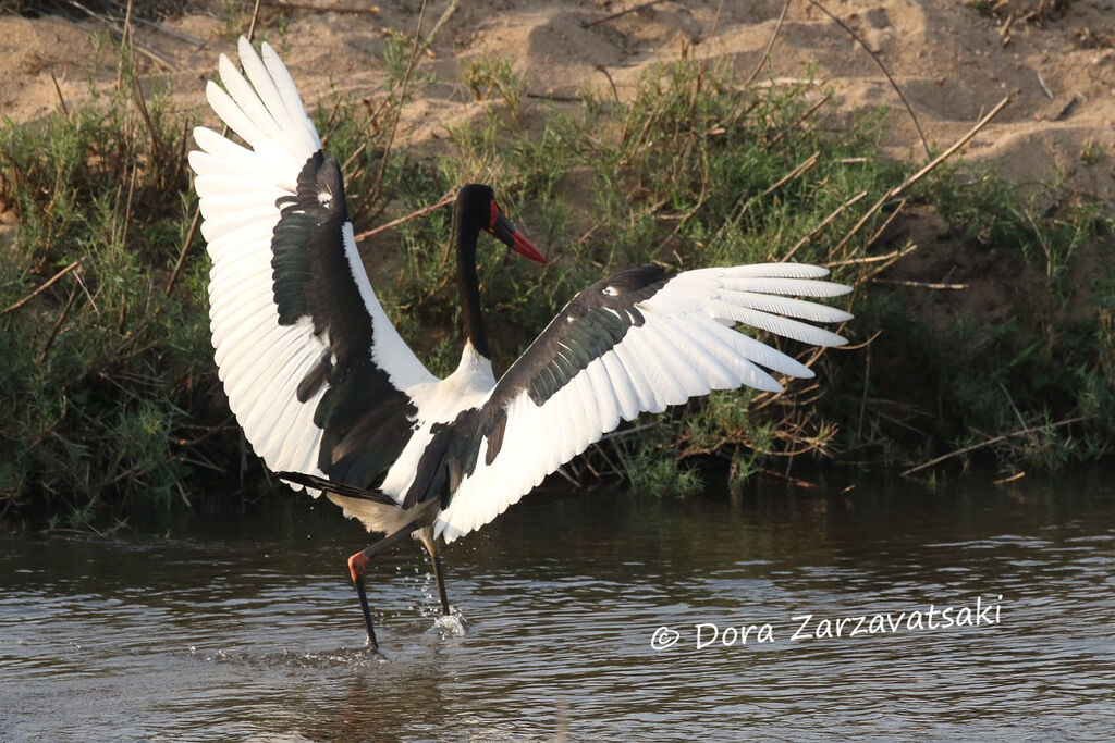 Jabiru d'Afriqueadulte