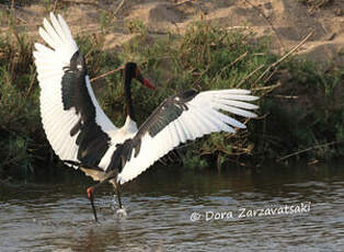 Jabiru d'Afrique