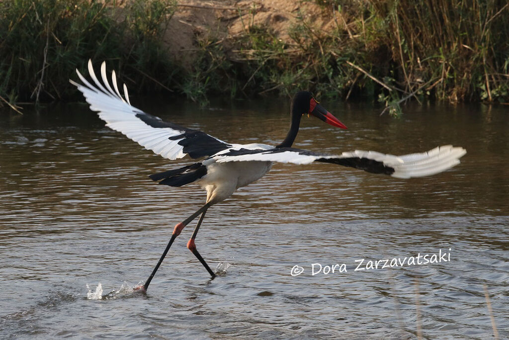 Jabiru d'Afriqueadulte