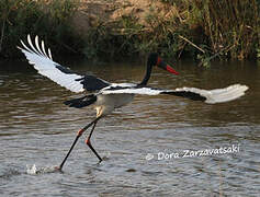 Saddle-billed Stork