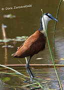 Jacana à poitrine dorée