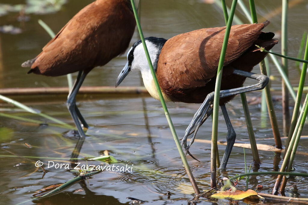 Jacana à poitrine doréeadulte, marche